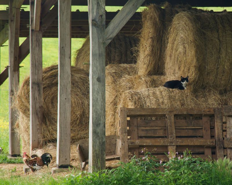 Barn Structural Repair in Kansas City, KS
